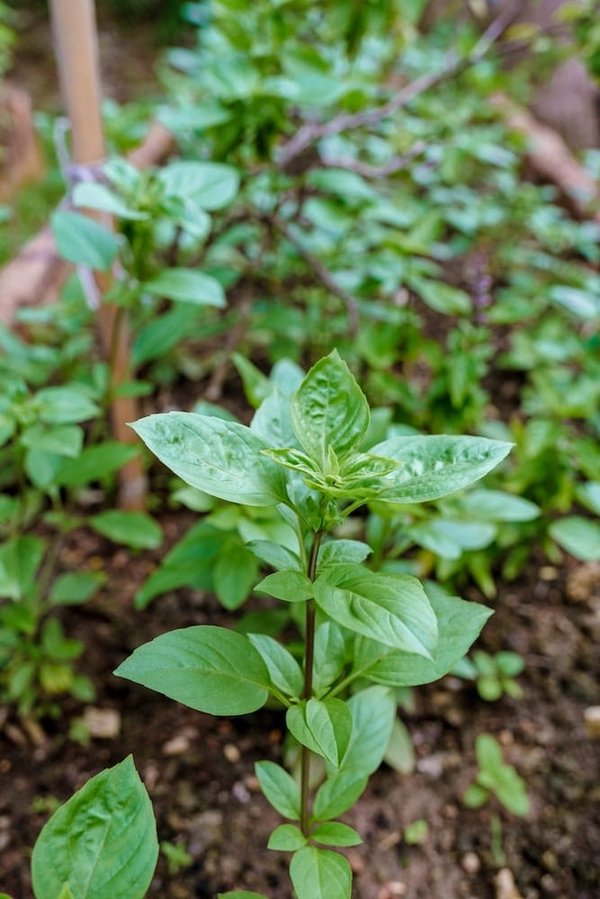 Quelles solutions écologiques pour lutter contre l'humidité dans une cave à vin?